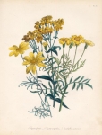 Tagetes florida 2. Tagetes corymbosa 3. Eriophyllum coespitosum.
