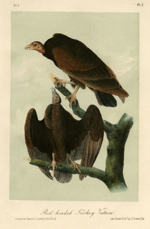 Red headed Turkey Vulture.  Plate 2.