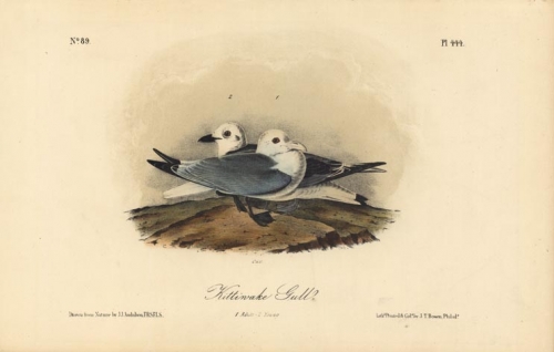 Kittiwake Gull.  1. Adult. 2. Young.  Pl. 444.