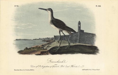 Greenshank.  (Male).  (View of St. Augustine & Spanish Fort Florida).  Pl. 346.