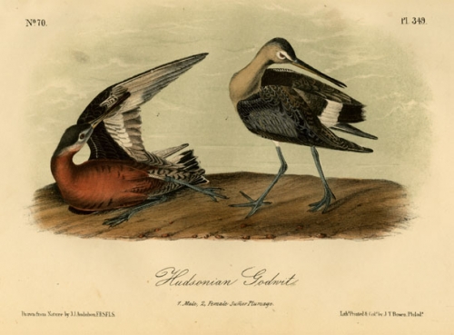 Hudsonian Godwit. 1. Male. 2. Female Summer Plumage. Plate 349.