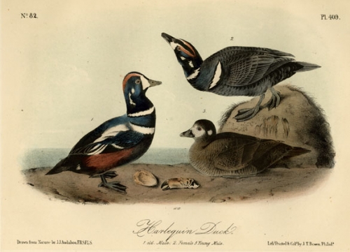 Harlequin Duck.  (Old Male, female, young male).  Pl. 409.