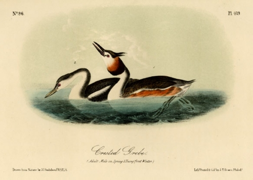 Crested Grebe. !. Adult Male in Spring. 2. Young (first Winter). Plate 479.