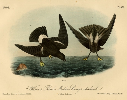 Wilson's Petrel, Mother Carey's Checken.  (Male and female).  Pl. 460.