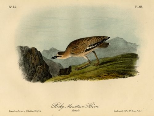 Rocky Mountain Plover. Female. Plate 318.