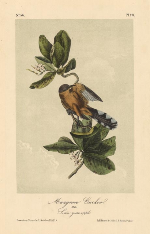 Mangrove Cuckoo. Male. Seven-years apple. Plate 277.
