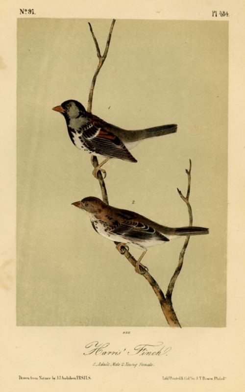 Harris' Finch. 1. Adult Male. 2. Young Female. Plate 484.