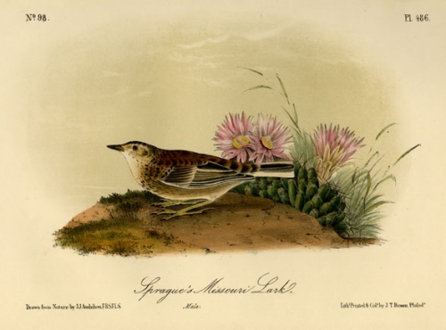 Sprague's Missouri Lark. Male. Plate 486.