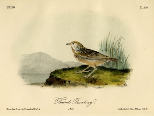 Bairds Bunting. Male. Plate 500.
