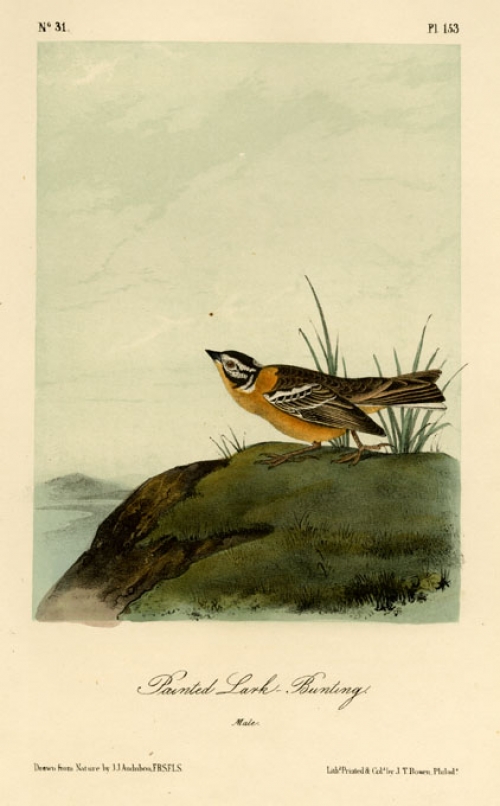 Painted Lark-Bunting. Male. Plate 153.