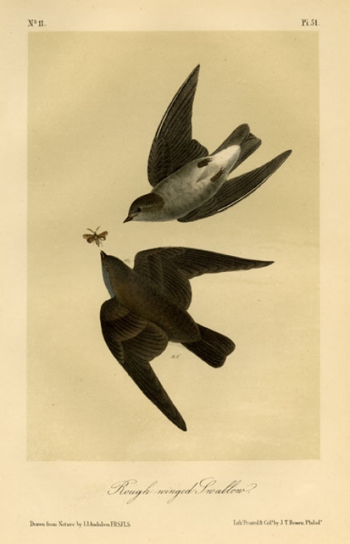 Rough-winged Swallow. Plate 51.
