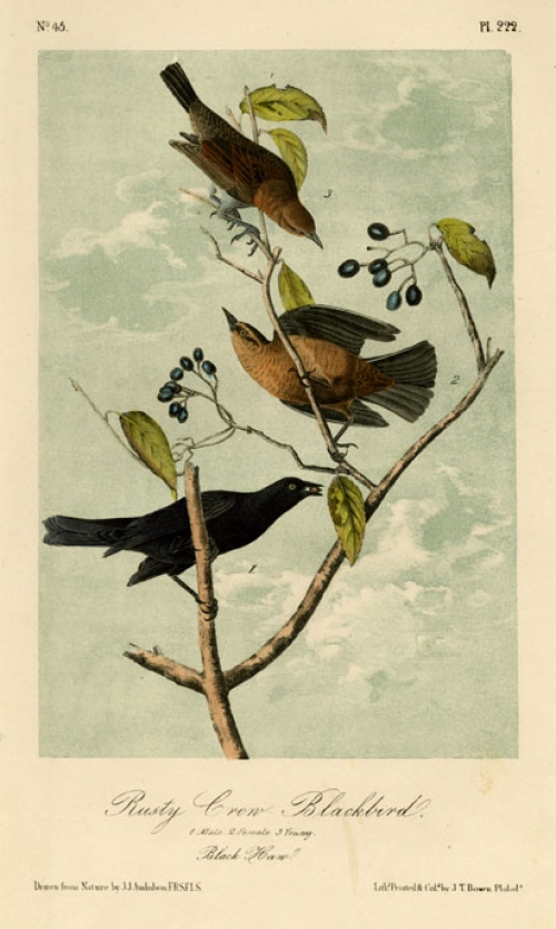 Rusty Crow Blackbird. 1. Male. 2. Female. 3. Young. Black Haw. Plate 222.
