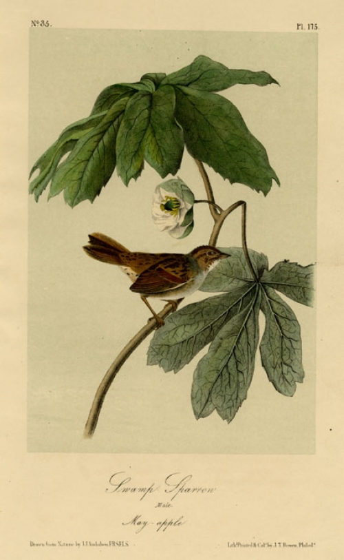 Swamp Sparrow. Male. May-apple. Plate 175.