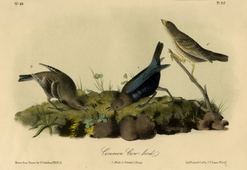 Common Cow-bird. 1. Male. 2. Female. 3. Young. Plate 212.