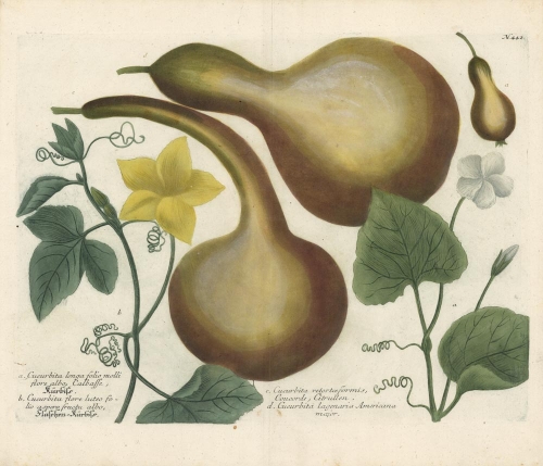 a. Cucurbita longa folio milliflore alba. b. Cucurbita flore luteo folio aspero, fructu albo.... No. 442.