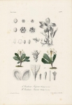 Gardenia Tinneae Kotschy, Gardenia Tinneae Kotschy, Tab. XVI.