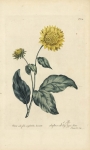 Corona solis foliis amplioribus laciniatis. Sunflower with large jaged leaves. Pl. 38.