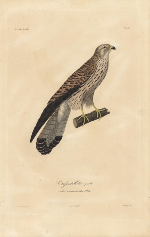 Cresserellette, femelle.  Falco tinnunculoides.  (falcon).