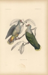 Ornithology, Pl. 31.  Ptilonopus fasciatus. Peale.  (Fruit dove).