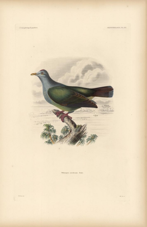 Ornithology, Pl. 32.  Ptilonopus coralensis.  Peale. (Dove).