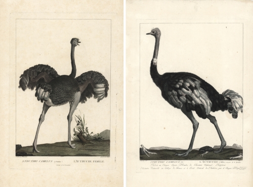 Struthio Camelus (Femina) and Struthio Camelus. Lin. (Two prints - female ostritch and male ostrich).