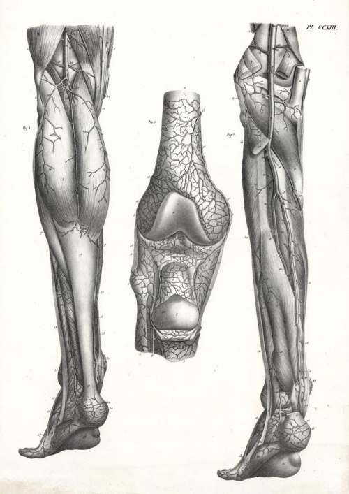 Pl. CCXIII. (Anatomy).