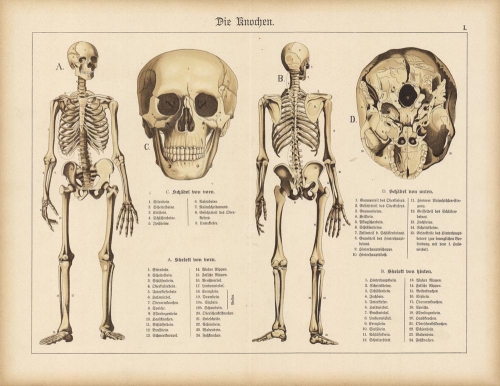 Die Knochen (The Bones).