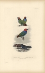 Ornithology, Pl. 8.  1. Erythrura Pealei. Hartlaub.  2. Erythrura cyaneovirens. (Peale.)  3. Volatinia jacarina. (Linnaeus.).