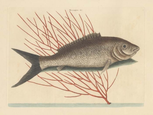 Mormtrus ex cinereo nigricans: The Bone-Fish; Corallina fruticosa elatior ramis quaqua-versum expansis teretibus: The Sea-Feather.