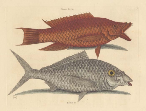 Turdus Flavus: The Hog-Fish; Turdus cinereus peltatus: The Shad.
