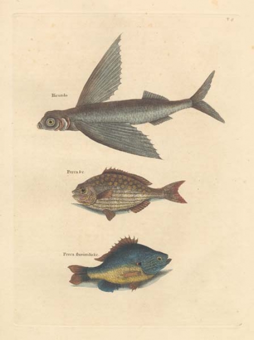Hirundo: The Flying Fish; Perca Marina Sectatrix: The Rudder Fish; Perca fluviatilis gibbosa ventre luteo: The Fresh-Water Pearch.