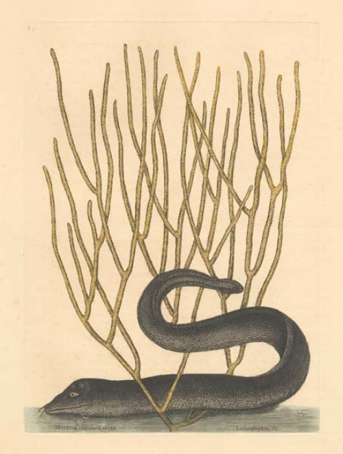 Muraena Maculata Nigra: The black Murey; Lithophyton longe racemosum cortice flavo persorato.