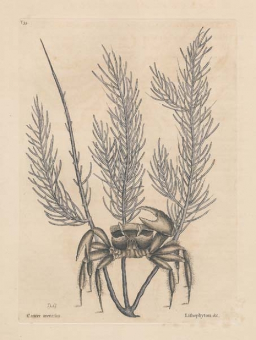 Cancer Arenarius: The Sand Crab; Lithophyton pinnatum purpureum asperum.