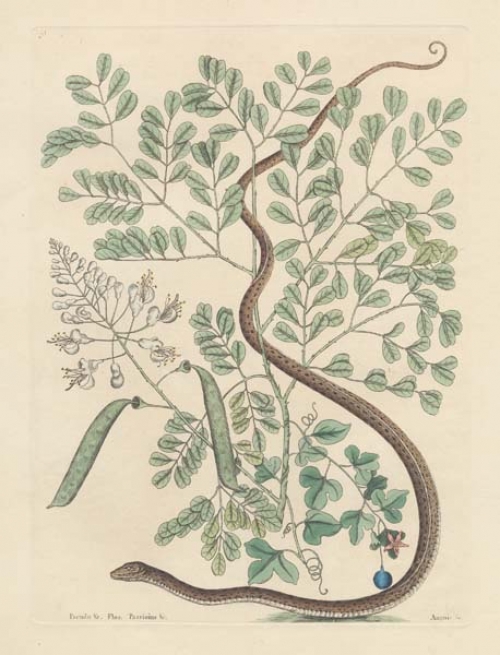 Anguis Gracilis Maculatus: The Spotted Ribbon-Snake; Pseudo-Santalum croceum: Brasiletto; Flos Passionis minimus, trilobatus flore sub-caeruleo.