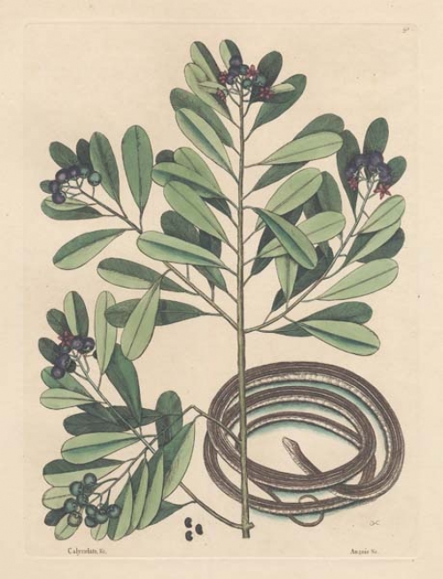 Anguis Gracilis Fuscus: The Ribbon-Snake; Arbor baccifera, laurifolia, aromatica, fructu viridi calyculato racemoso: Winter's Bark.