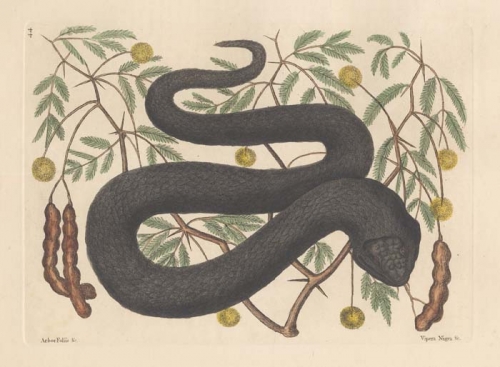 Vipera Negra: The black Viper; Arbor foliis pinnatis, spica pendula sericea.
