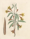 Bignonia Americana, capreolis donata, siliqua breviore.