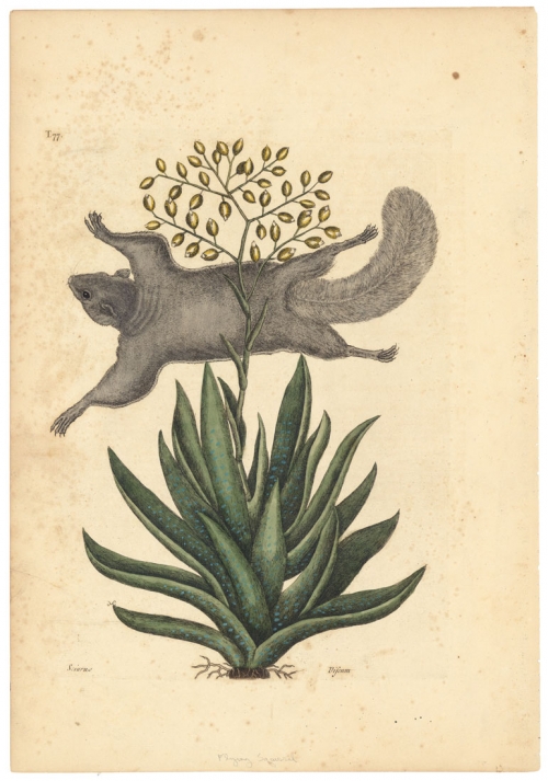 The Flying Squirrel, Its Posture and Manner of Flying; Viscum Caryophylloides, Aloes foliis viridibus acuminatis, floribus racemosis luteis. T.77.