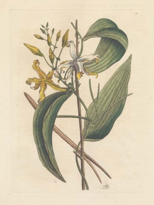 Volubilis Siliquosa Mexicana Plantagini Folio: The Vanelloe. [Vanilla]