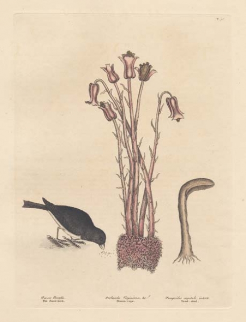 Passer Nivalis: The Snow-bird; Orobanche Virginiana flore pentapetalo cernuo: Broom-Rape. [Junco]
