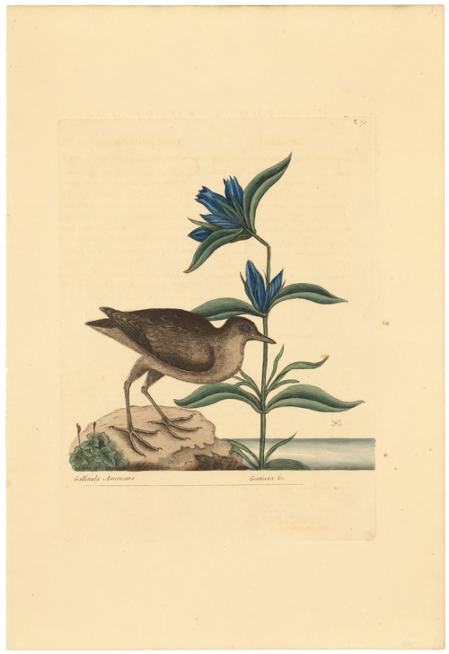 Gallinula Americana: The Soree; Gentiana Virginiana Saponariae folio, flore caeruleo longiore.