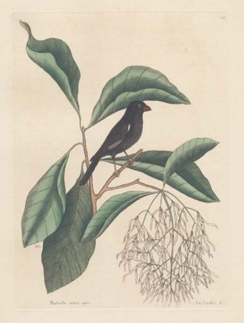 Rubicilla Minor Nigra: The little black Bulfinch; Amelamchior Virginiana, Lauro cerasi folio: The Fringe Tree.