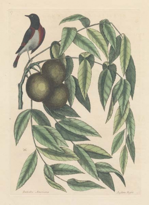 Rubicilla Americana: The Red-Start; Nux juglans nigra Virginiensis: The Black Walnut.