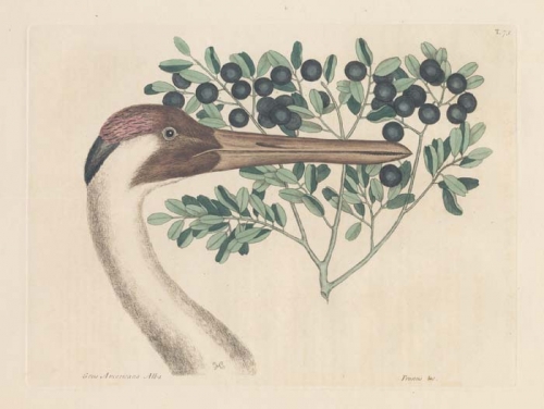 Grus Americana Alba: The Hooping Crane; Prunus Buxi folio cordato, fructu nigro rotundo: The Bullet-Bush.