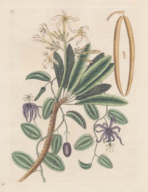 Plumeria flore niveo, foliis brevioribus obtusis; Grandilla, foliis Sarsaparillae trinerviis; flore purpureo; fructu Olivaeformi caeruleo.