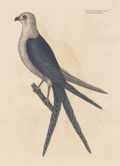 Accipiter Cauda furcata: The Swallow-Tail Hawk.