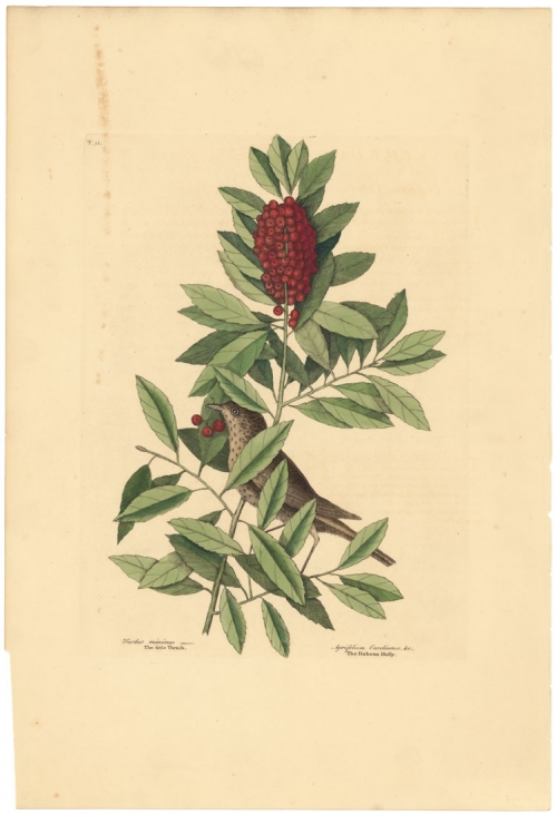Turdus Minimus: The Little Thrush; Agrifolium Carolinense foliis dentatis baccis rubis: The Dahoon Holly.