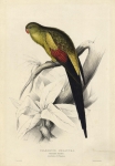 Palaeornis Melanura. Black-tailed parrakeet.