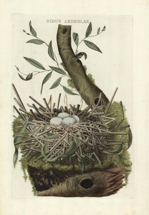 Nidus Ardeolae. (Heron nest)