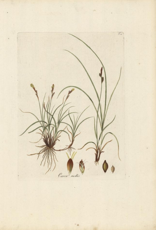 Carex mollis. T. 82.